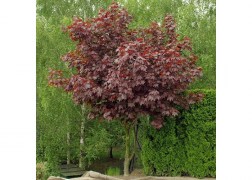 Acer platanoides Crimson King / Vérjuhar, bordó levelű juhar